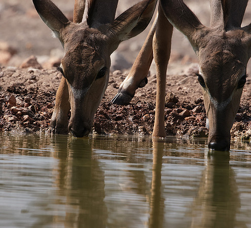 Onguma Private Reserve