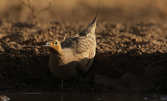Chestnut-bellied sandgrouse - Shompole