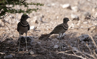 Double-banded courser - Tau Pan