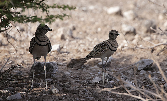 Double-banded courser - Tau Pan
