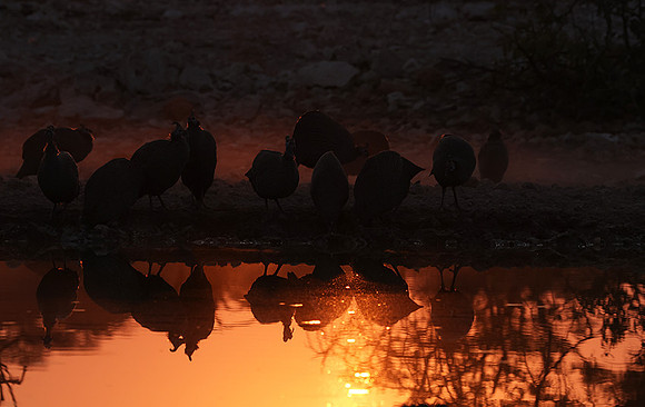 Helmeted guineafowl - Ongava Private Reserve