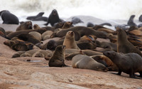 Cape fur seals - Skeleton coast