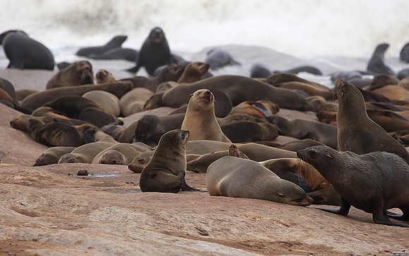 Cape fur seals - Skeleton coast