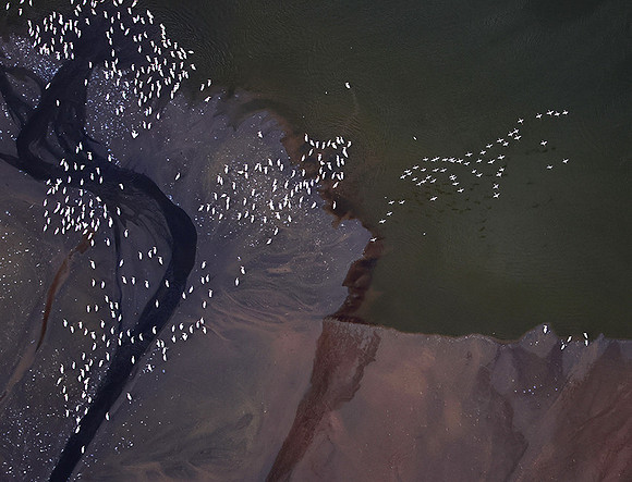 Pelicans from helicopter