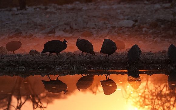 Helmeted guineafowl - Ongava Private Reserve