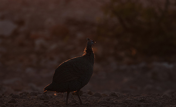 Helmeted guineafowl - Ongava Private Reserve