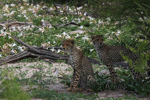 Delta of Okavango