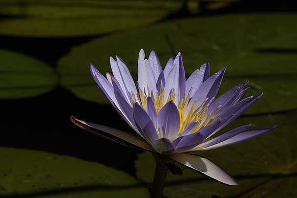 Lotus flowers - Botswana