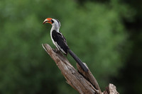 Von der Decken's hornbill