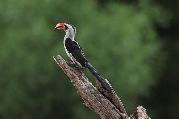 Von der Decken's hornbill