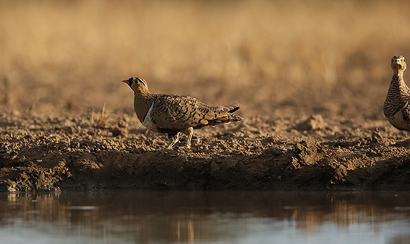 Black-faced sangrouses - Shompole