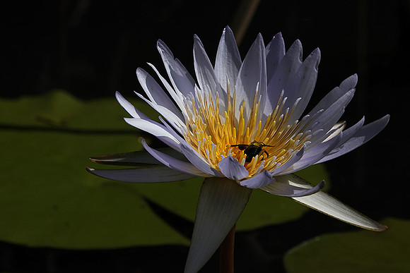 Lotus flowers - Botswana