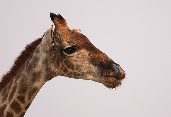 Onguma Private Reserve