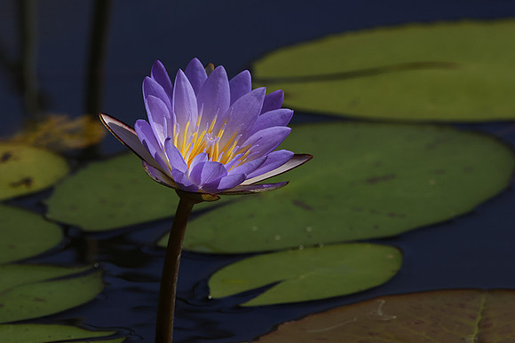 Lotus flowers - Botswana