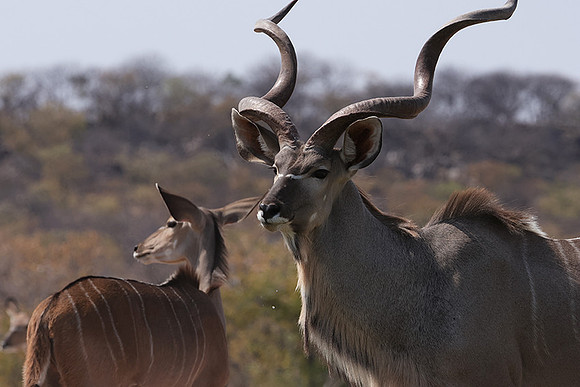 Onguma Private Reserve