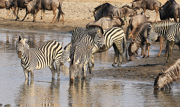 Hwange National Park