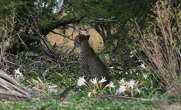 Delta of Okavango