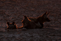 Bat-eared foxes - Nxai Pan