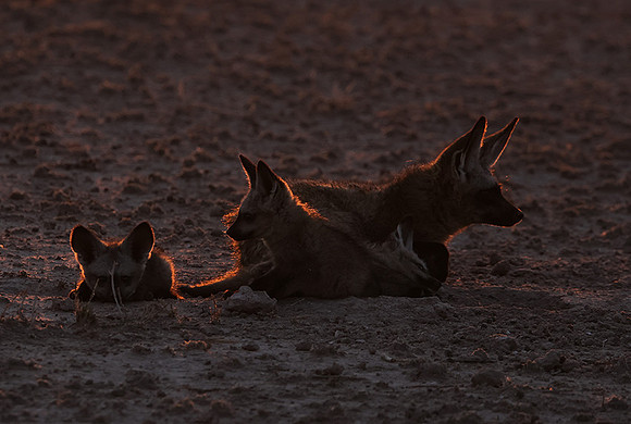 Bat-eared foxes - Nxai Pan