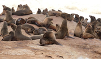 Cape fur seals - Skeleton coast