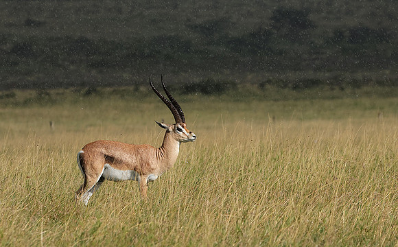 Borana
