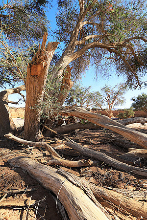 Damaraland