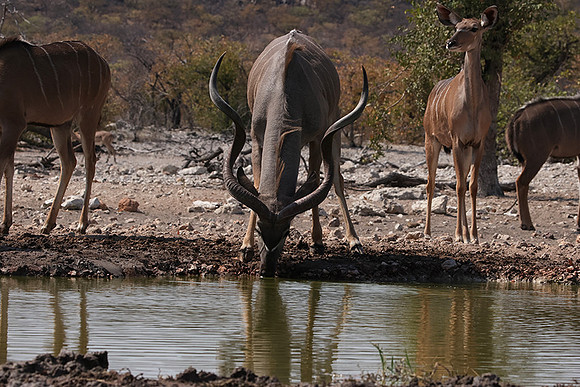 Onguma Private Reserve
