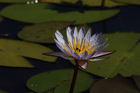 Lotus flowers - Botswana