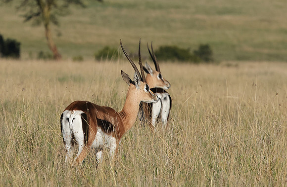 Borana