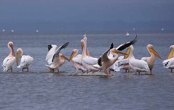 Lake Nakuru