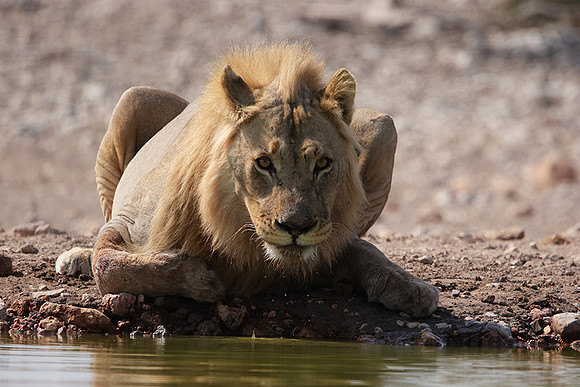 Ongava Private Reserve