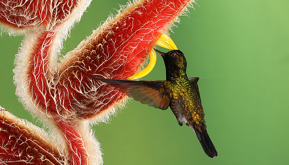 Black-bellied hummingbird