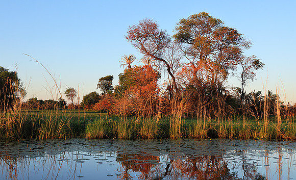 Delta of Okavango