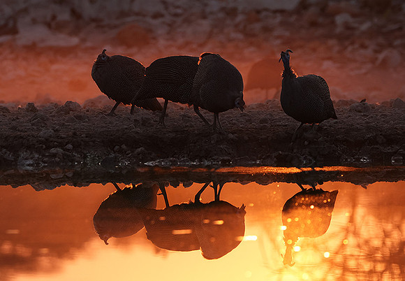 Helmeted guineafowl - Ongava Private Reserve