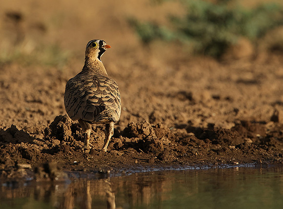 Black-faced sangrouses - Shompole