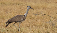 Kori bustard - Shompole