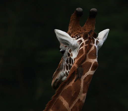 Lake Nakuru NP