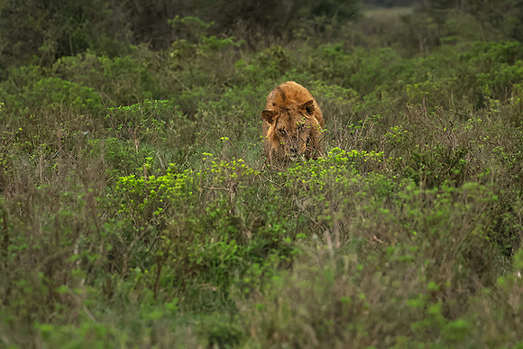 Nakuru