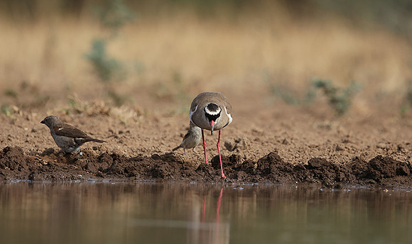 Crowned lapwing - Shompole