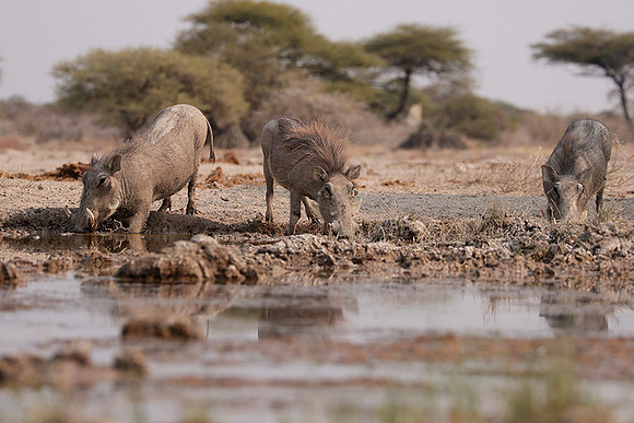 Ongava Private Reserve