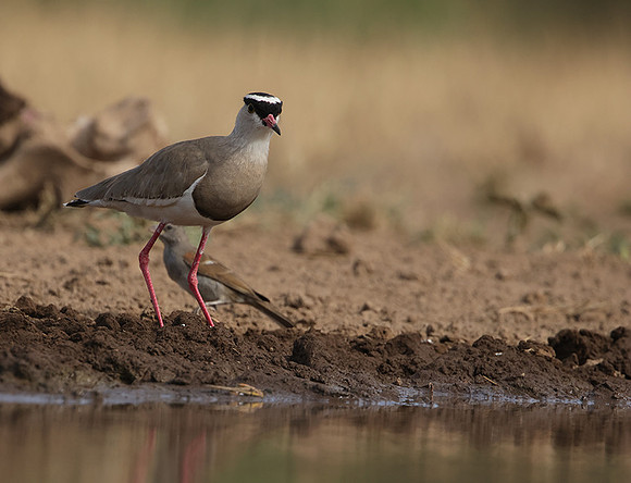 Crowned lapwing - Shompole