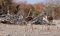 Ongava Private Reserve