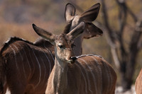 Onguma Private Reserve