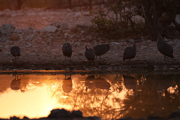 Helmeted guineafowl - Ongava Private Reserve