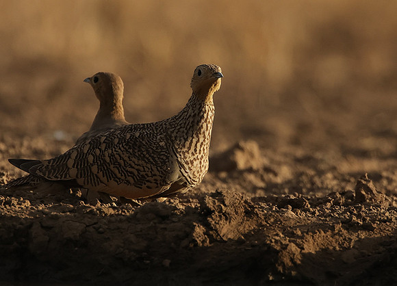 Chestnut-bellied sandgrouse - Shompole