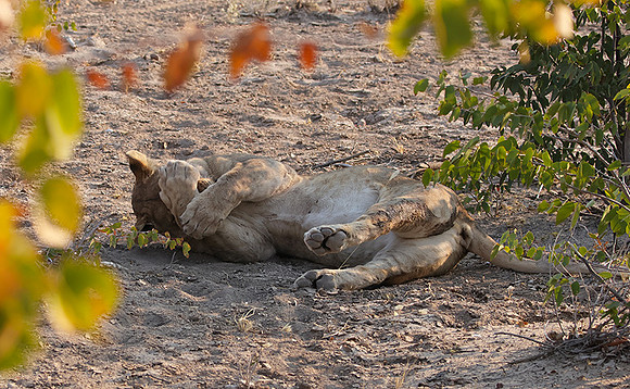 Ongava Private Reserve