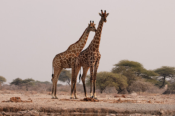 Onguma Private Reserve