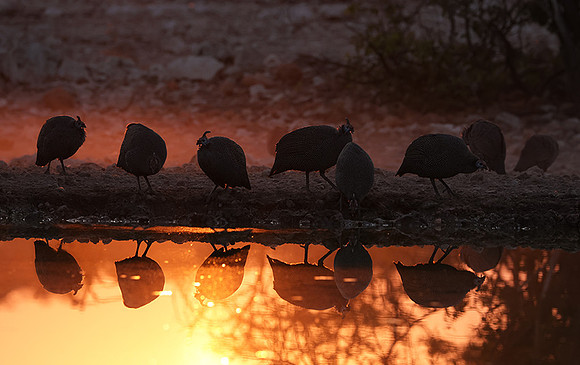 Helmeted guineafowl - Ongava Private Reserve