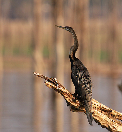 Matusadona NP