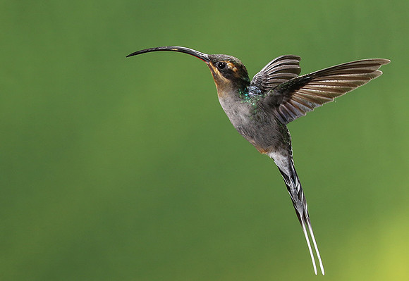 Green hermit